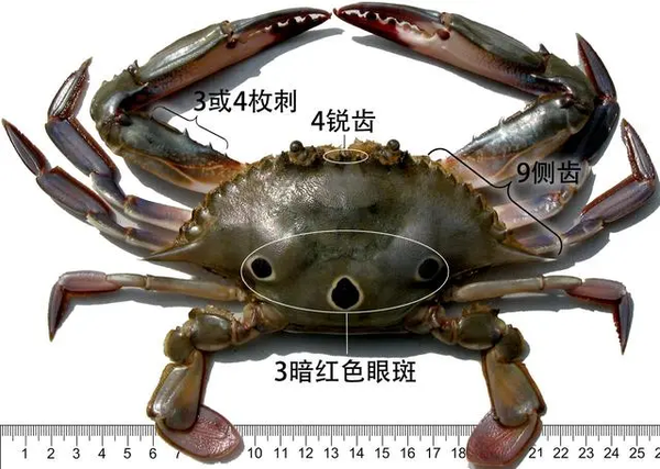 蟹考记八全球常见食用蟹图鉴梭子蟹总科作者zam