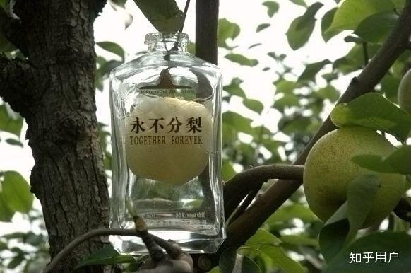 永不分梨酒.梨子在刚长出来的时候就放到酒瓶子里了.