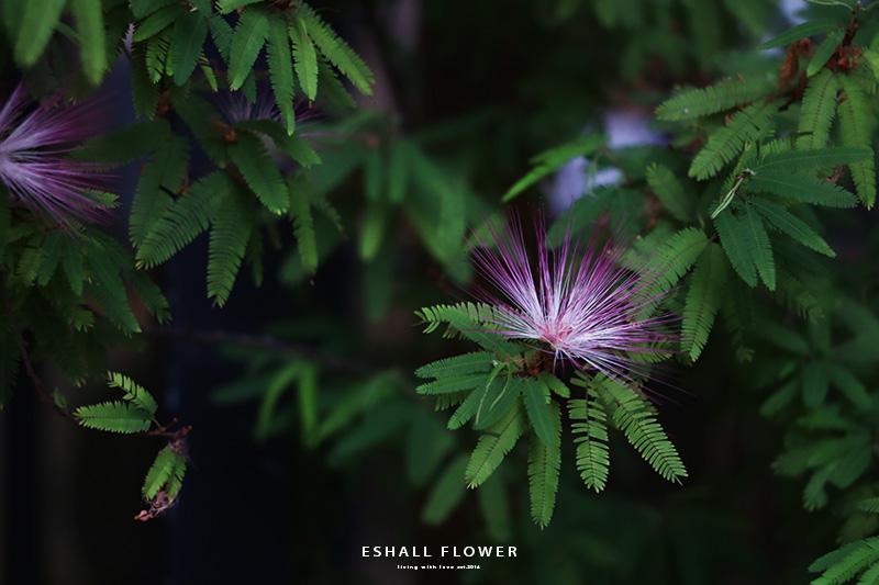 带给人们美好祝福的花「合欢花」又名绒花树,马缨花