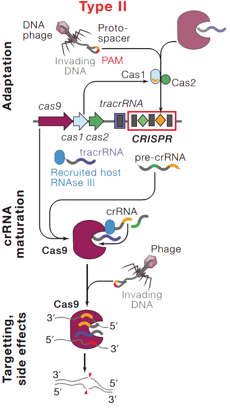 cas9蛋白在crispr-cas系统中的功能