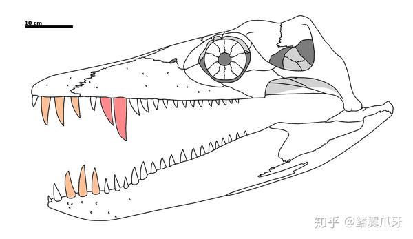 远古の鳍上龙科特辑观我朵颐