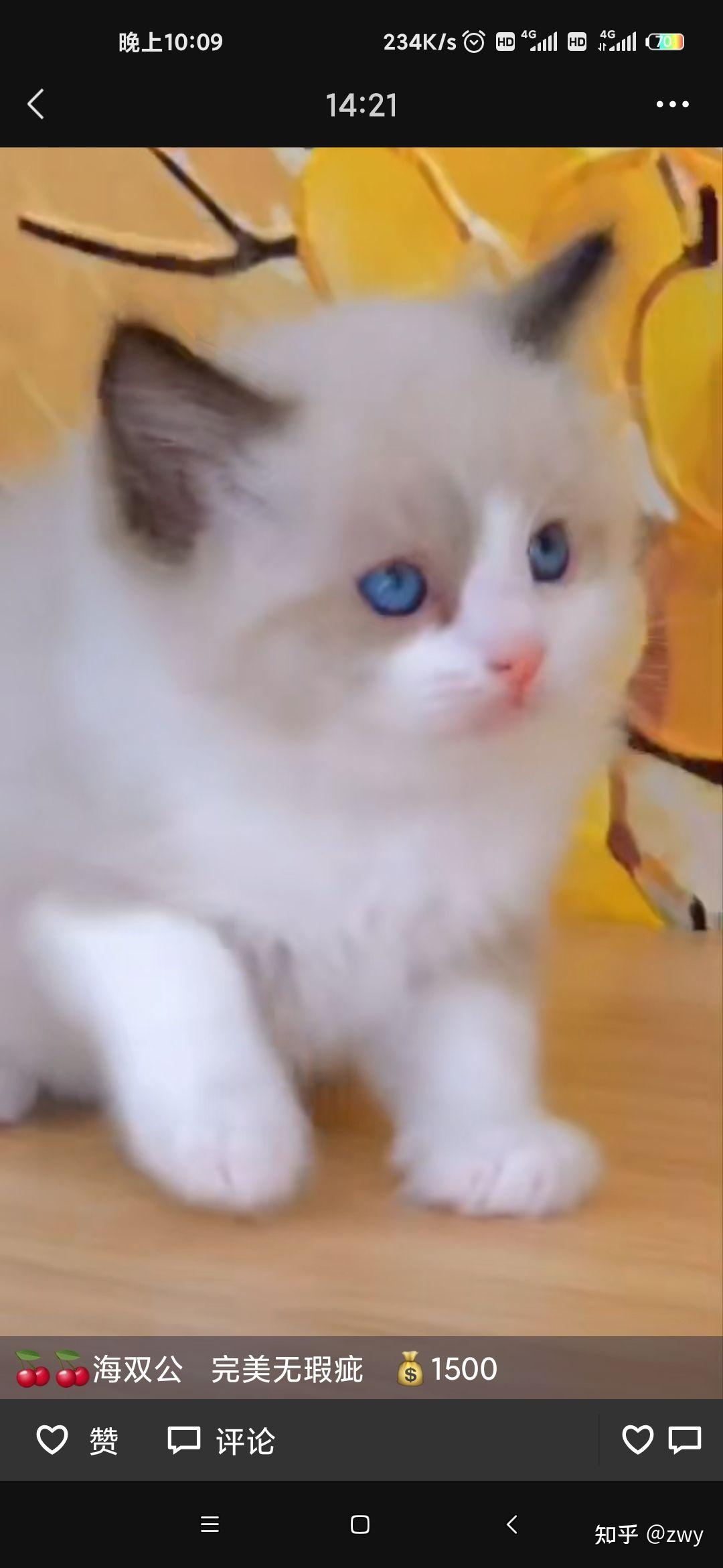 求帮忙看下这只布偶猫品相
