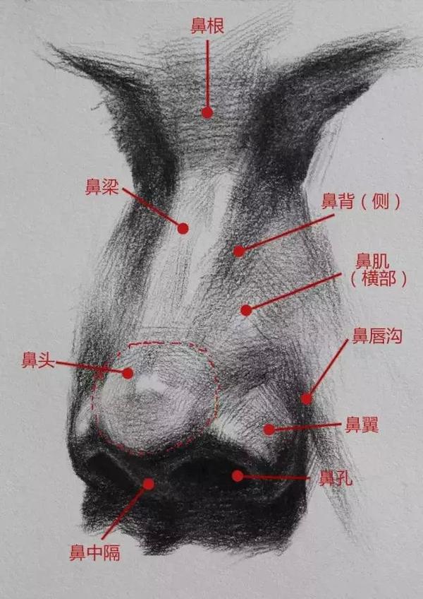 素描五官表现技法-素描画鼻子的方法