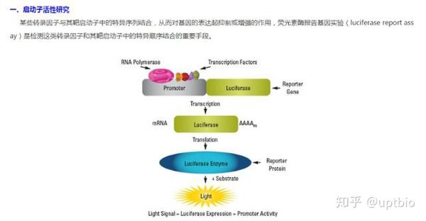 入门级6种常见报告基因介绍下篇荧光素酶luc你是否了解