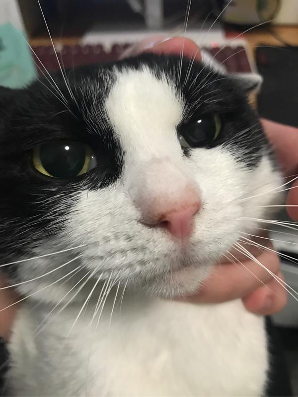 为什么奶牛猫有喵界神经病之称?