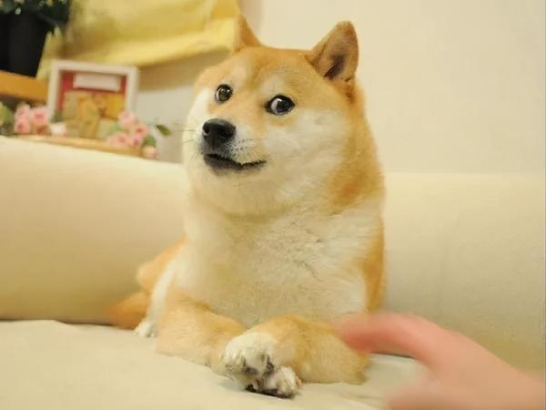 dogecoin狗狗币的柴犬原形