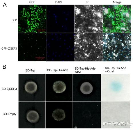 bmcplantbiology河北农业大学利用酵母单杂交助力揭示枣树开花的分子