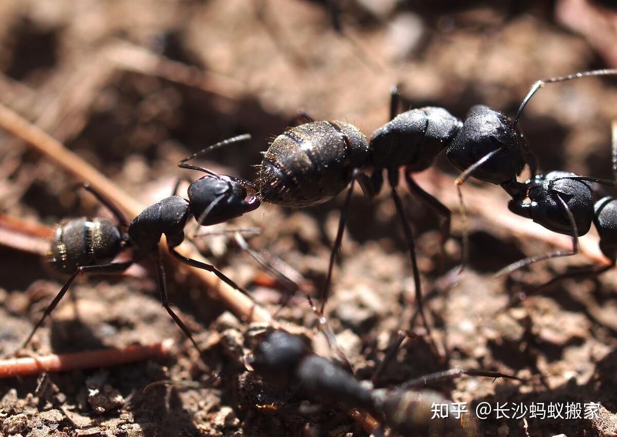 蚂蚁是我们生活中常见的生物,而它的精神也是我们学习的方向.