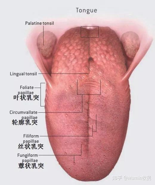 人类舌头上分布着四种基本类型的乳突,除了丝状乳突以外,周围都有味蕾