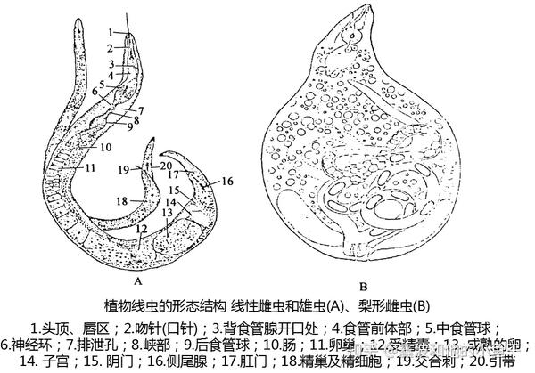 植物线虫的形态结构