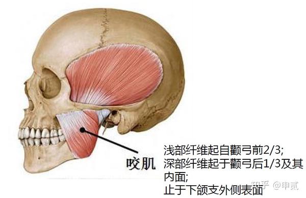 在下颌骨下降的过程中起辅助作用颏舌骨肌和二腹肌使下颌骨下降,后
