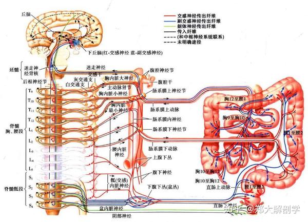 消化系统的神经支配—消化系统各部分的神经支配