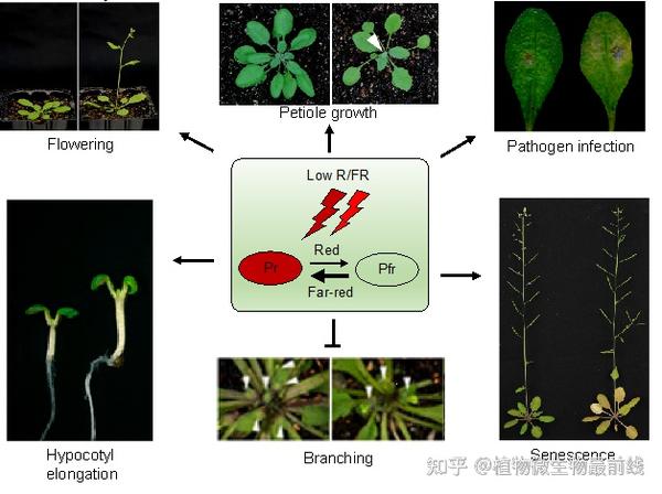 abiotech王海洋团队综述光和植物激素信号互作调控植物避荫综合症