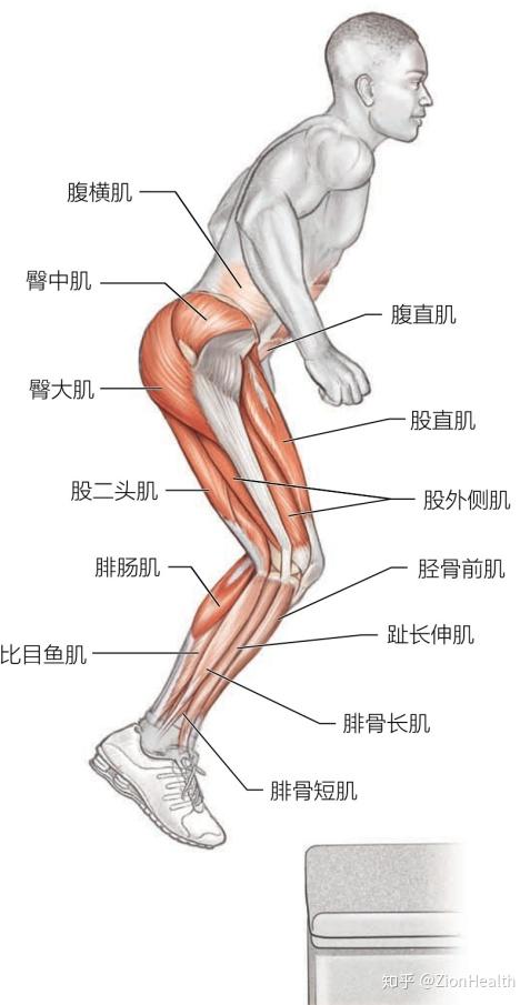 次要训练肌群:臀大肌,腓肠肌,比目鱼肌,腹直肌,腹横肌,内斜肌,外斜肌