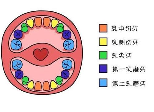 重视乳牙的护理至关重要,因为乳牙不好对小儿发育会产生多方面的不利