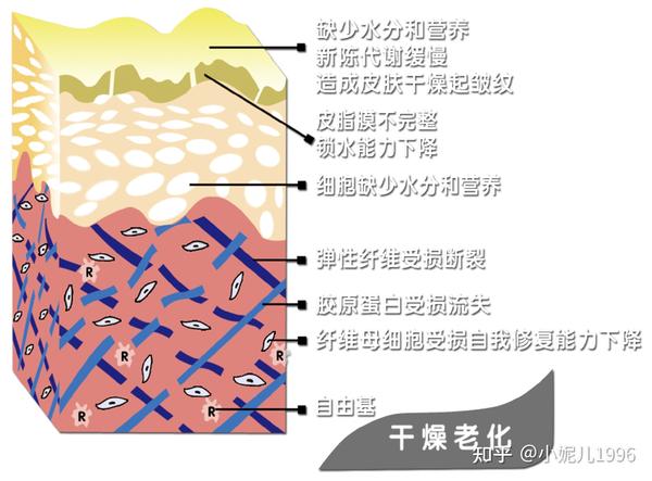 思路:修复受损纤维细胞,加强皮肤屏障