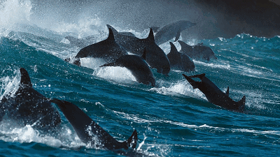 壁纸 动物 鲸鱼 400_225 gif 动态图 动图