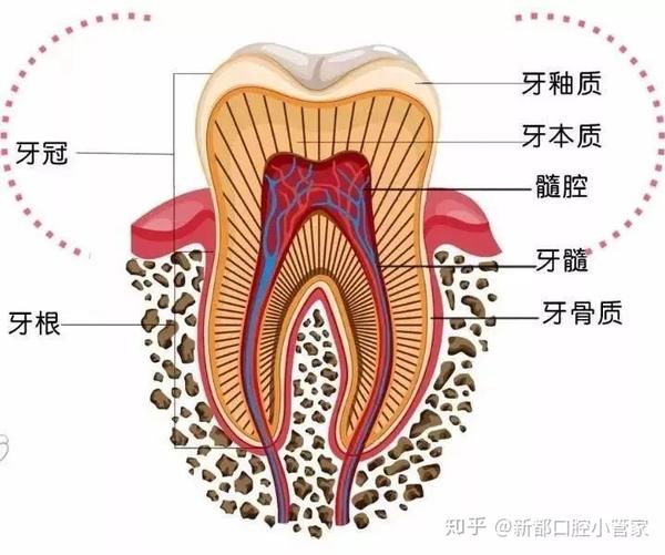 医生治牙为什么要杀神经