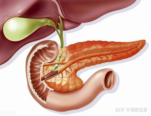 胆囊息肉是什么意思