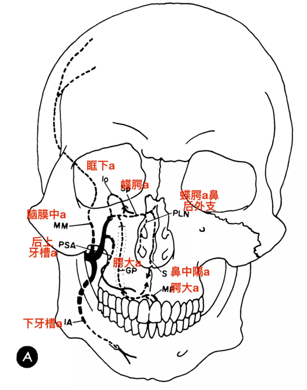 脑血管解剖学习笔记第10期翼腭窝和上颌内动脉