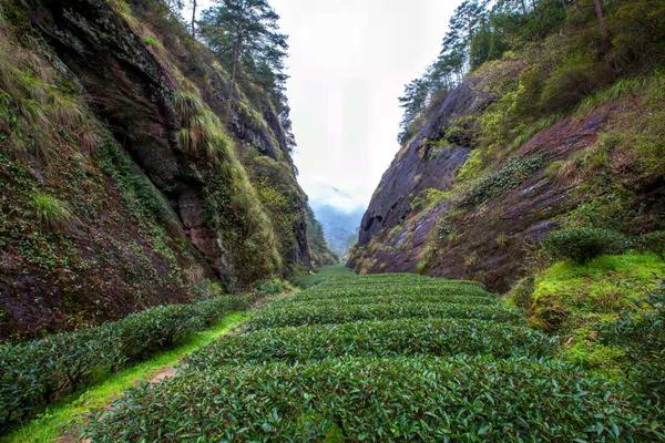 武夷山属典型的丹霞地貌,茶树多生长在峡谷之间,终年云雾缭绕,空气