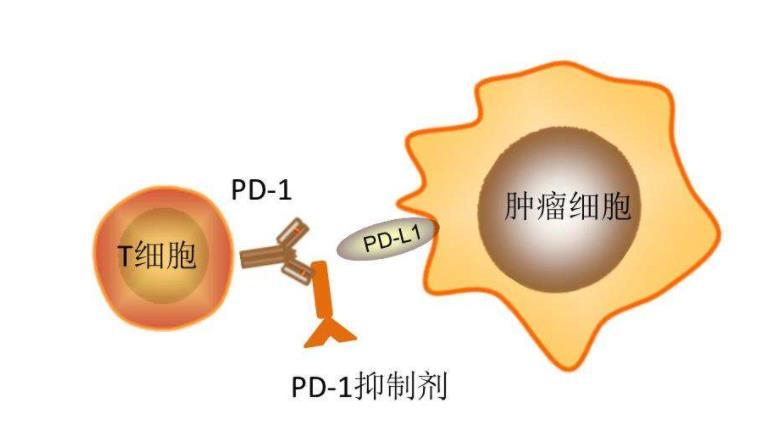 出现皮肤毒性反应,代表癌症免疫治疗效果好?