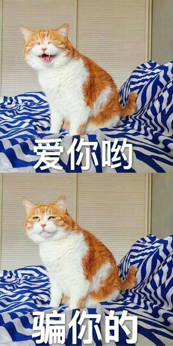 各位小伙伴有没有暗中观察橘猫的表情或者头像