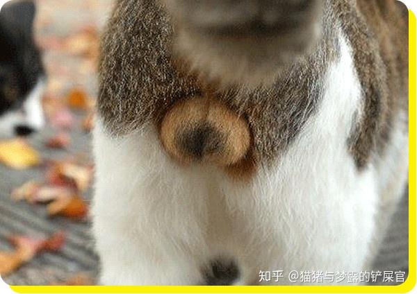为什么呢?因为不同花色的猫咪的蛋蛋会呈