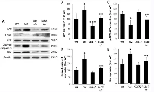 β-actin,肌动蛋白 β-actin,即肌动蛋白,广泛分布于细胞浆内,表达量