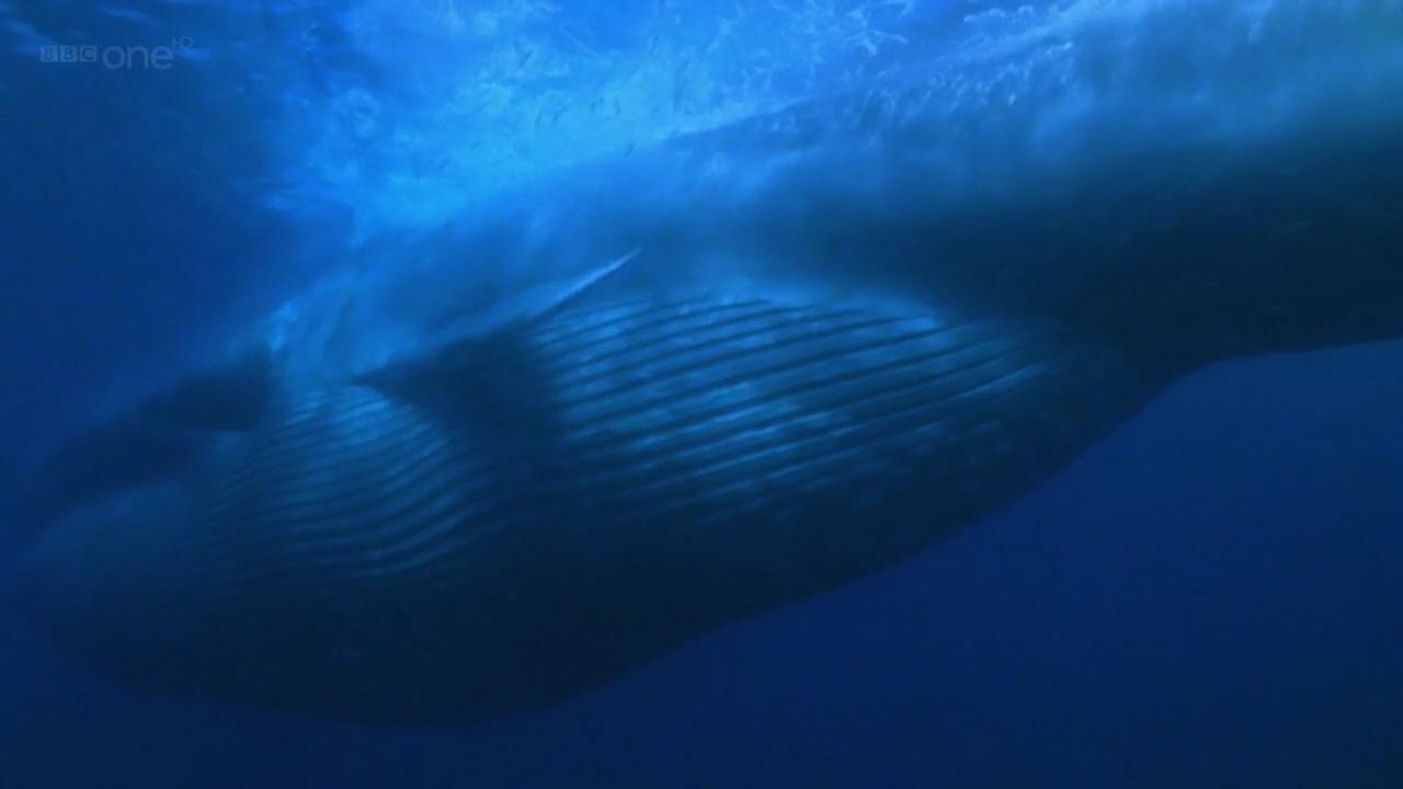 世界最大的生物蓝鲸是怎样进食的 知乎