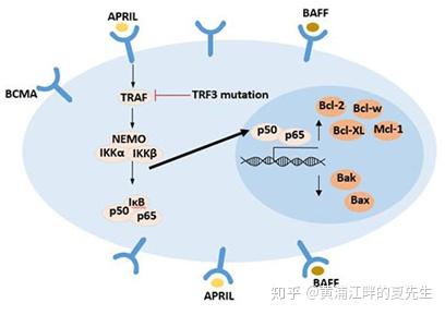 jnk/sapk信号通路