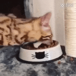 猫咪吐了怎么办呕吐物会告诉你原因