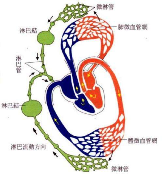 每天有75~200g蛋白质由淋巴液带回血液中,因此组织液中的蛋白质浓度能
