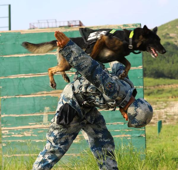 如果穿防护服训练久了,军犬只扑咬穿防护服的了!