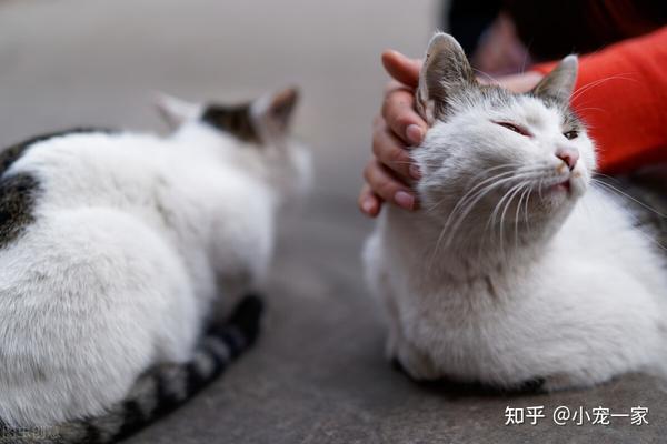 主人在训练猫咪的时候,猫咪很配合,就可以奖励一些猫零食给