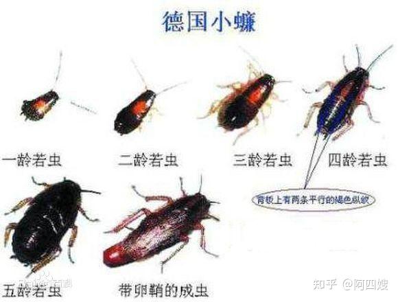 你对德国小蠊知道多少