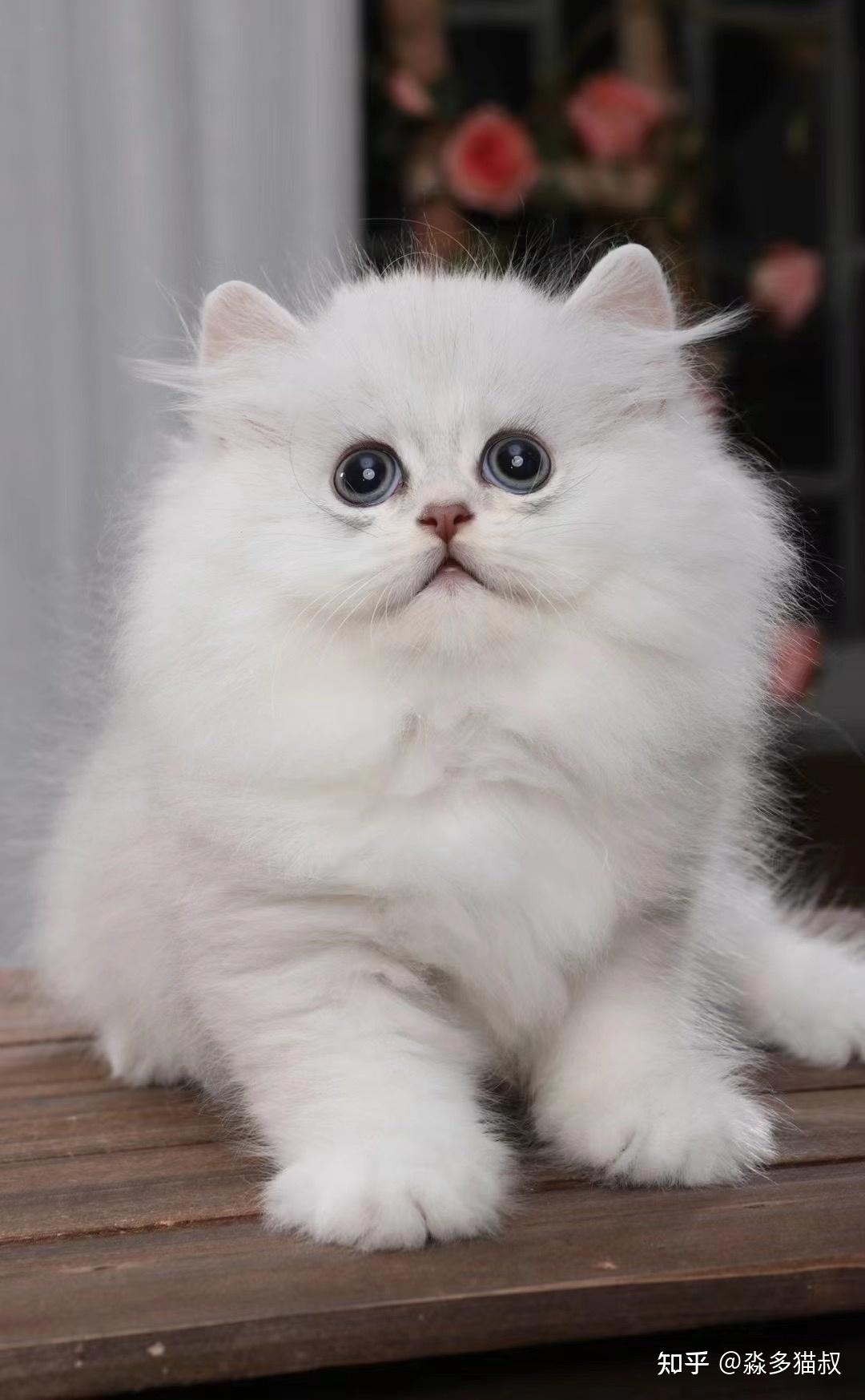 在广州如何购买到一只健康的金吉拉猫咪?