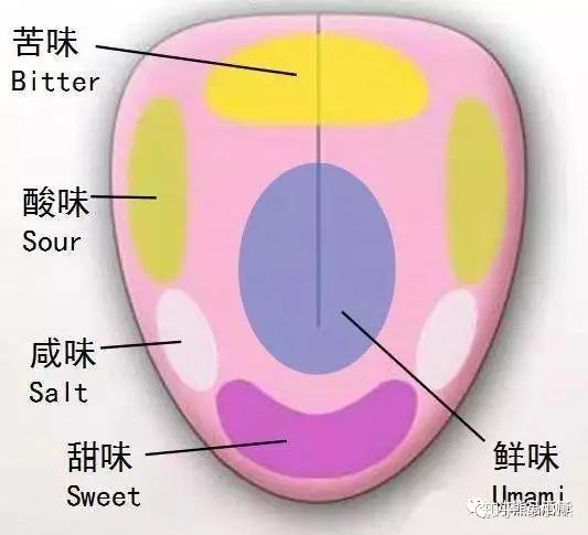 舌头味蕾分布图