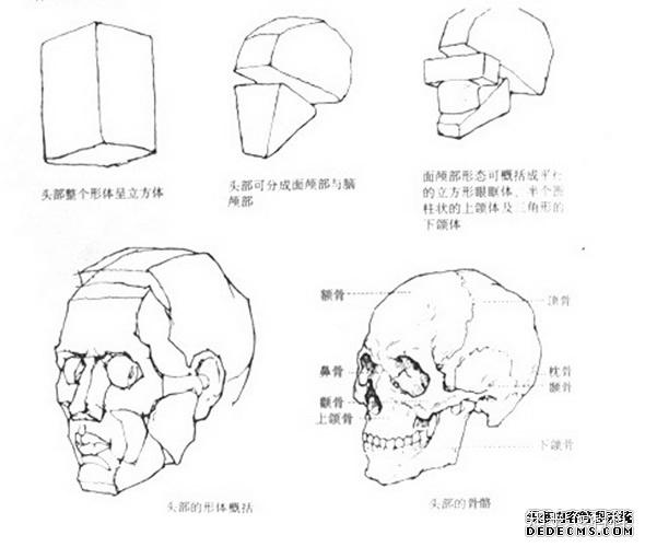 美术生 如果把头骨理解成方块的话,侧面的分界线应该是颧骨和下颌骨