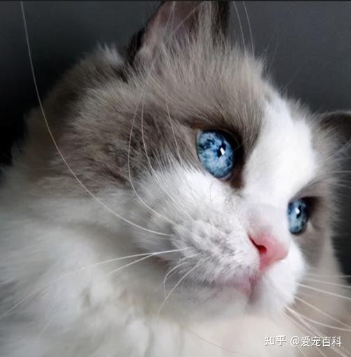 布偶猫老是用屁股对着你背后是有原因的