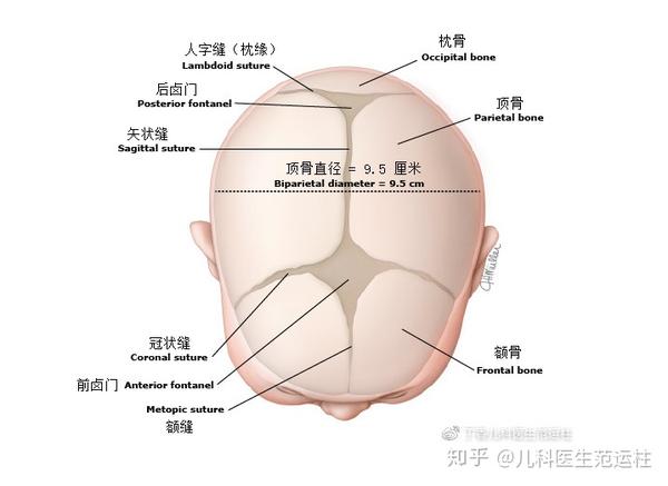 如果出现无受力原因且不常见的颅骨畸形,需要排除非体位性的病理因素