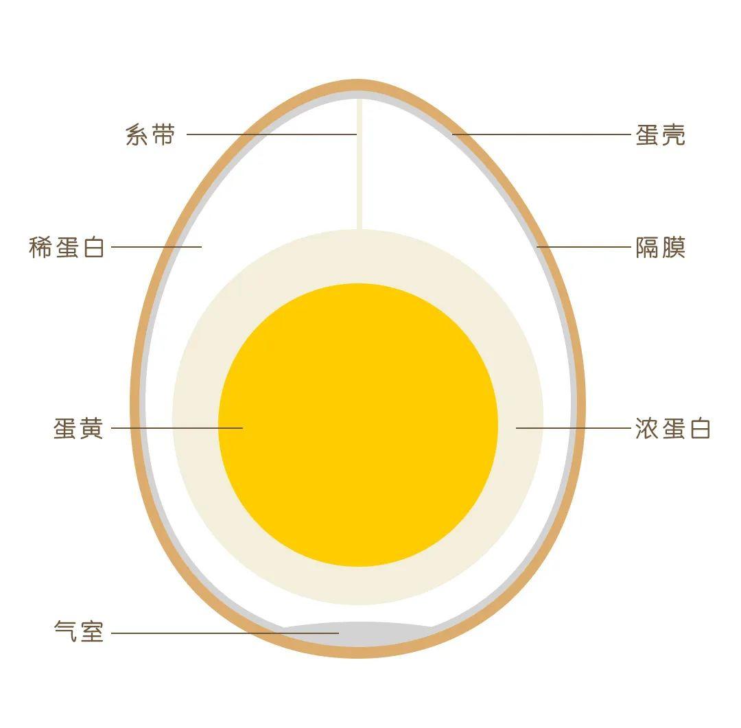 想想带你学百科一颗鸭蛋引发的惨案