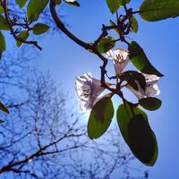 桐花落肩 知乎