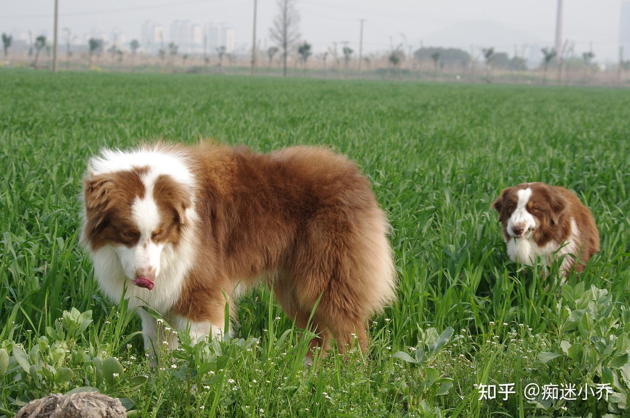 适合新手又被低估的宝藏犬种——迷你美国牧羊犬