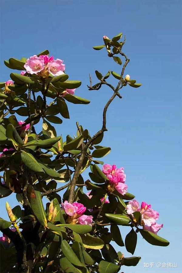 金佛山最美杜鹃花,就在这里