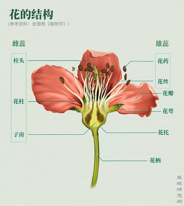 22.花的结构,制图@郑伯容/星球研究所