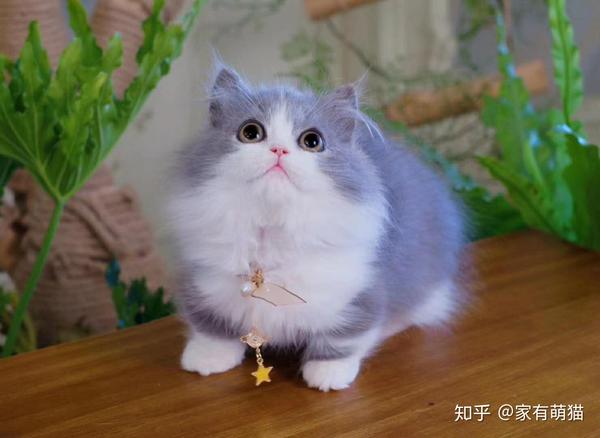 拿破仑猫,长毛矮脚猫,到底有多可爱