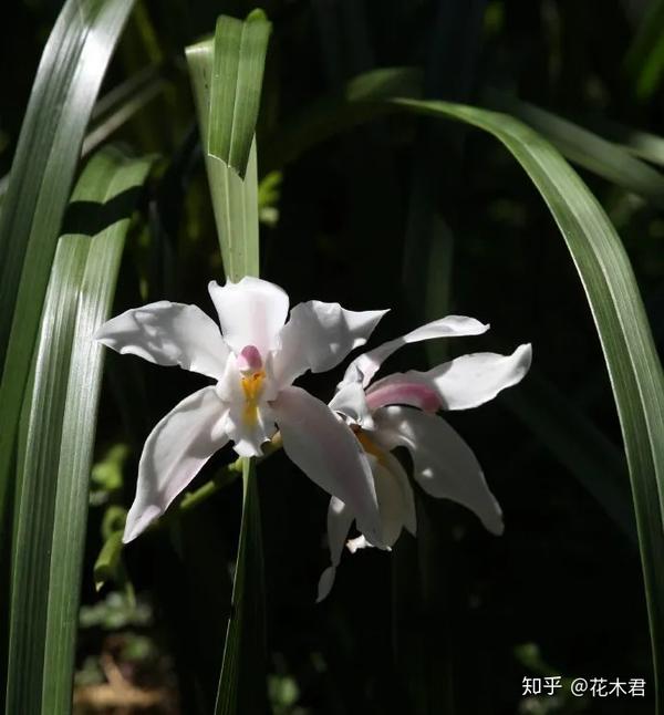 扁竹兰虽然有"兰"字,然而 扁竹兰(iris confusa sealy)不是兰科植物