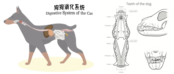 从 生物学来说,狗狗的牙齿构造,消化系统,消化酶更适合肉食