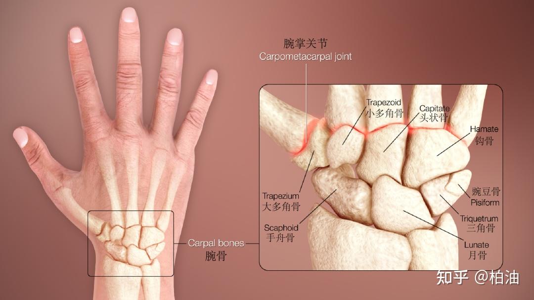 关节,是一个由多关节组成的复杂关节, 桡腕关节,腕骨间关节和腕掌关节
